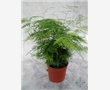 新北区常州花木租赁